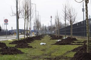 sadnja stabala u Velikoj Gorici